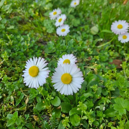 I Meli Sulla Via Francigena Villanova d'Ardenghi